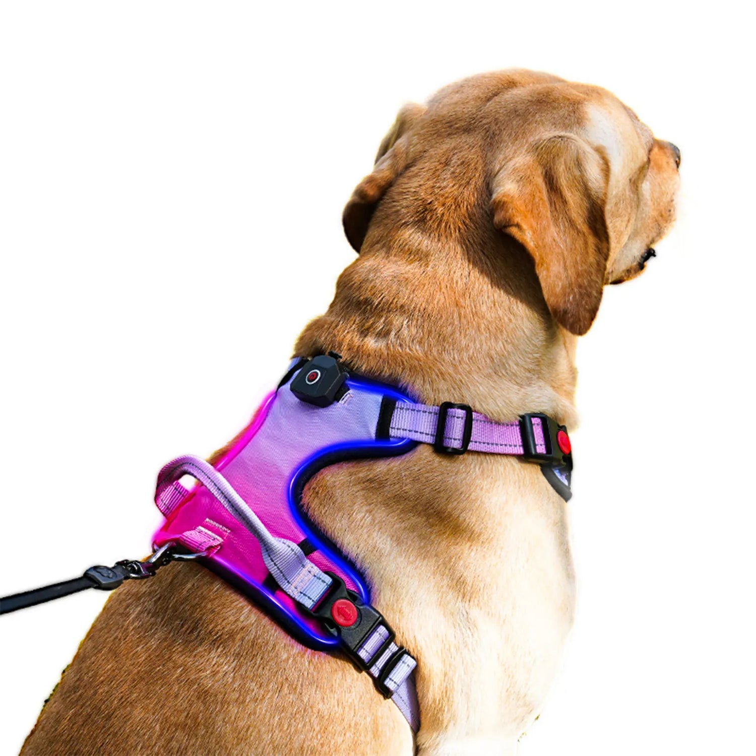 Dog Harnesses